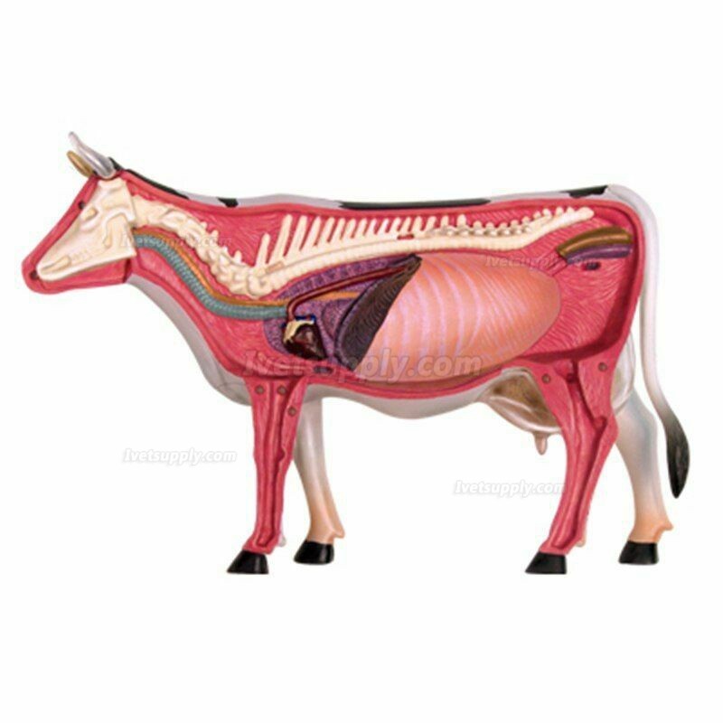 Cow Animal Organ Anatomy 4D Model Medical Teaching Animal Anatomical Models